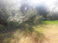 Satılır Torpaq, Qəbələ.ş-12