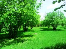 Satılır Torpaq, Qəbələ.ş-1