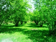 Satılır Torpaq, Qəbələ.ş-2