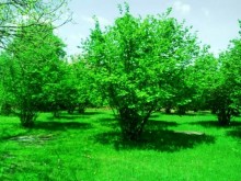 Satılır Torpaq, Qəbələ.ş-3