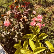 Satılır Həyət evi, Sabunçu.r, Ramana-2