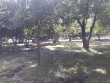 Satılır Torpaq, Qəbələ.ş-5