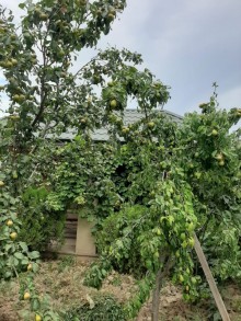Satılır Həyət evi, Sabunçu.r, Savalan-5