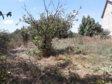 Satılır Həyət evi, İsmayıllı.ş-10