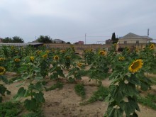 Satılır Torpaq, Sabunçu.r, Bilgəh, Koroğlu.m-1