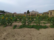 Satılır Torpaq, Sabunçu.r, Bilgəh, Koroğlu.m-2