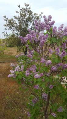 fatmai heyet evi almaq, -20