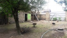 Satılır Torpaq, Qəbələ.ş-8