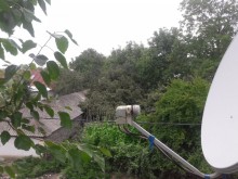 Satılır Həyət evi, Qəbələ.ş-10