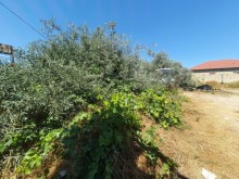 Satılır Torpaq, Sabunçu.r, Bilgəh, Koroğlu.m-3
