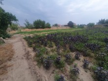 Satılır Torpaq, Sabunçu.r, Bilgəh, Koroğlu.m-4