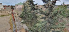 torpaq almaq buzovna, -2