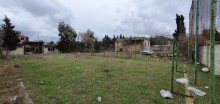 torpaq almaq buzovna, -4