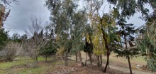torpaq almaq buzovna, -6