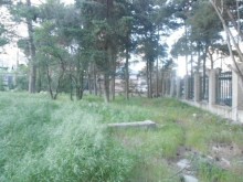 Satılır Torpaq, Nəsimi.r, 20 Yanvar.m-8
