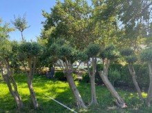 Kirayə (Aylıq) Villa, Sabunçu.r, Nardaran-14