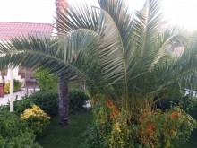 Kirayə (Aylıq) Həyət evi, Xəzər.r, Şüvəlan-11