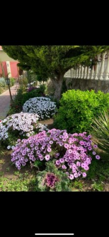Kirayə (Aylıq) Villa, Xəzər.r, Mərdəkan-18