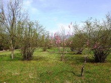 Satılır Torpaq, Qəbələ.ş-1