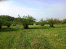 Satılır Torpaq, Qəbələ.ş-6