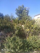 saganda heyet evi satilir, -14
