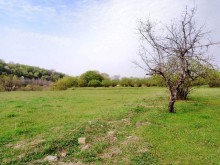 Satılır Torpaq, Qəbələ.ş-4