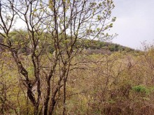 Satılır Torpaq, Qəbələ.ş-5