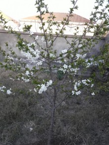 Satılır Həyət evi, -8