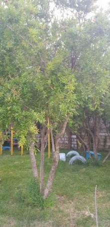 goradil bag evi satilir, -19