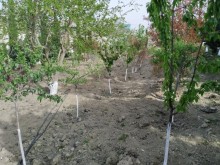 Satılır Villa, Abşeron.r, Novxanı-5