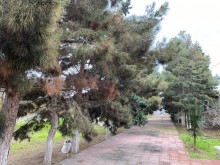 Satılır Torpaq, Xəzər.r, Mərdəkan, Koroğlu.m-13