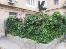 Satılır Köhnə Tikili, Səbail.r, Badamdar-3
