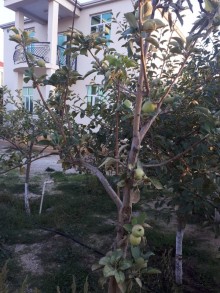 pirsagida ucuz heyet evleri, -5