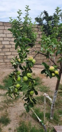 pirsagida ucuz heyet evleri, -19
