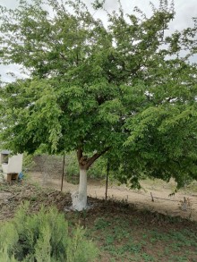 Satılır Həyət evi, Abşeron.r, Novxanı-1