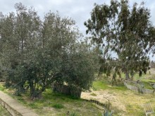 Satılır Torpaq, Xəzər.r, Şüvəlan-9
