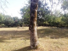 Satılır Torpaq, Qəbələ.ş-8
