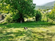 Satılır Torpaq, Qəbələ.ş-4