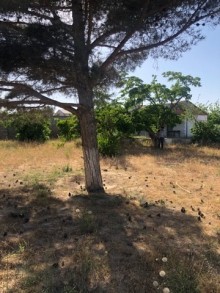 Satılır Torpaq, -10