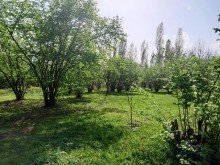 Satılır Torpaq, Qəbələ.ş-8