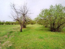 Satılır Torpaq, Qəbələ.ş-8