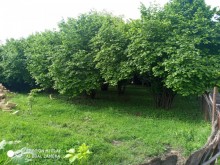 Satılır Torpaq, Qəbələ.ş-6