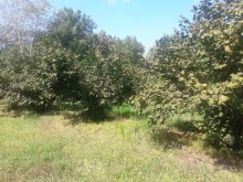 Satılır Həyət evi, Qəbələ.ş-4