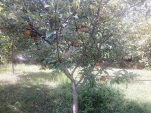 Satılır Həyət evi, Qəbələ.ş-19