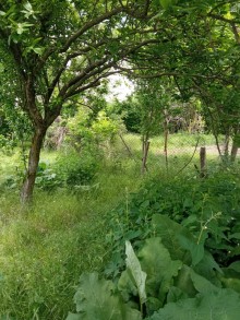 Satılır Həyət evi, Şəki.ş-1