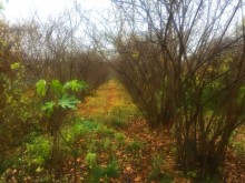 Satılır Həyət evi, Səbail.r, Badamdar-19