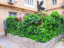 Satılır Köhnə Tikili, Səbail.r, Badamdar-14