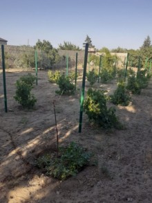 Satılır Həyət evi, Sabunçu.r, Albalı-10