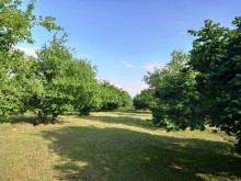 Satılır Torpaq, Qəbələ.ş-11