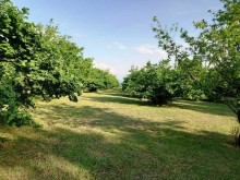 Satılır Torpaq, Qəbələ.ş-14